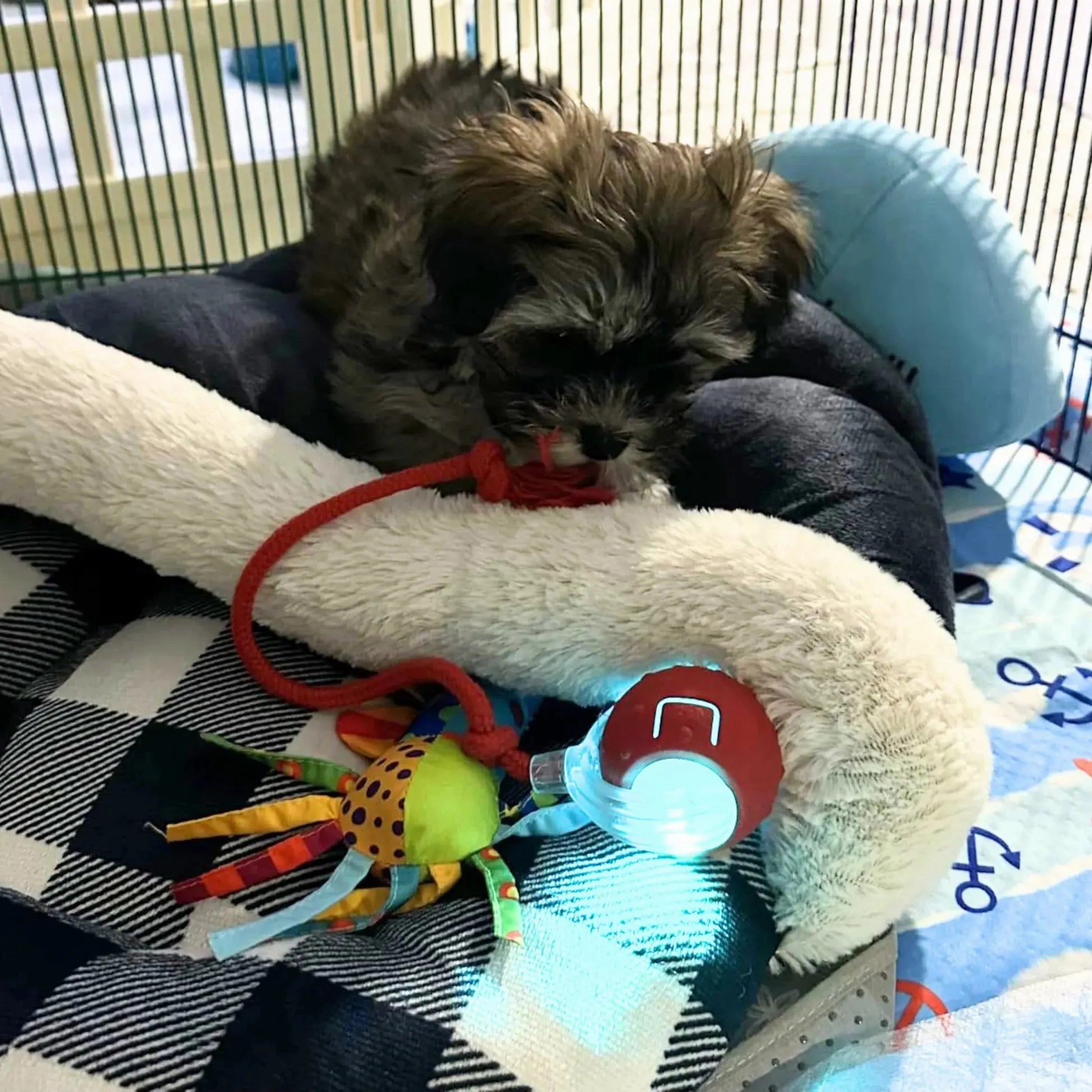 ChewLoon™ For Active Dogs And Cats