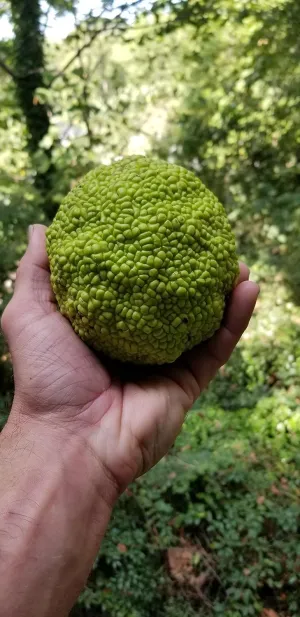 Hedge Apples, Osage Oranges, 100 Percent Organic Insect,and Spider Repellent, by Thunder Acres with Free Pair of Garden Gloves. 18