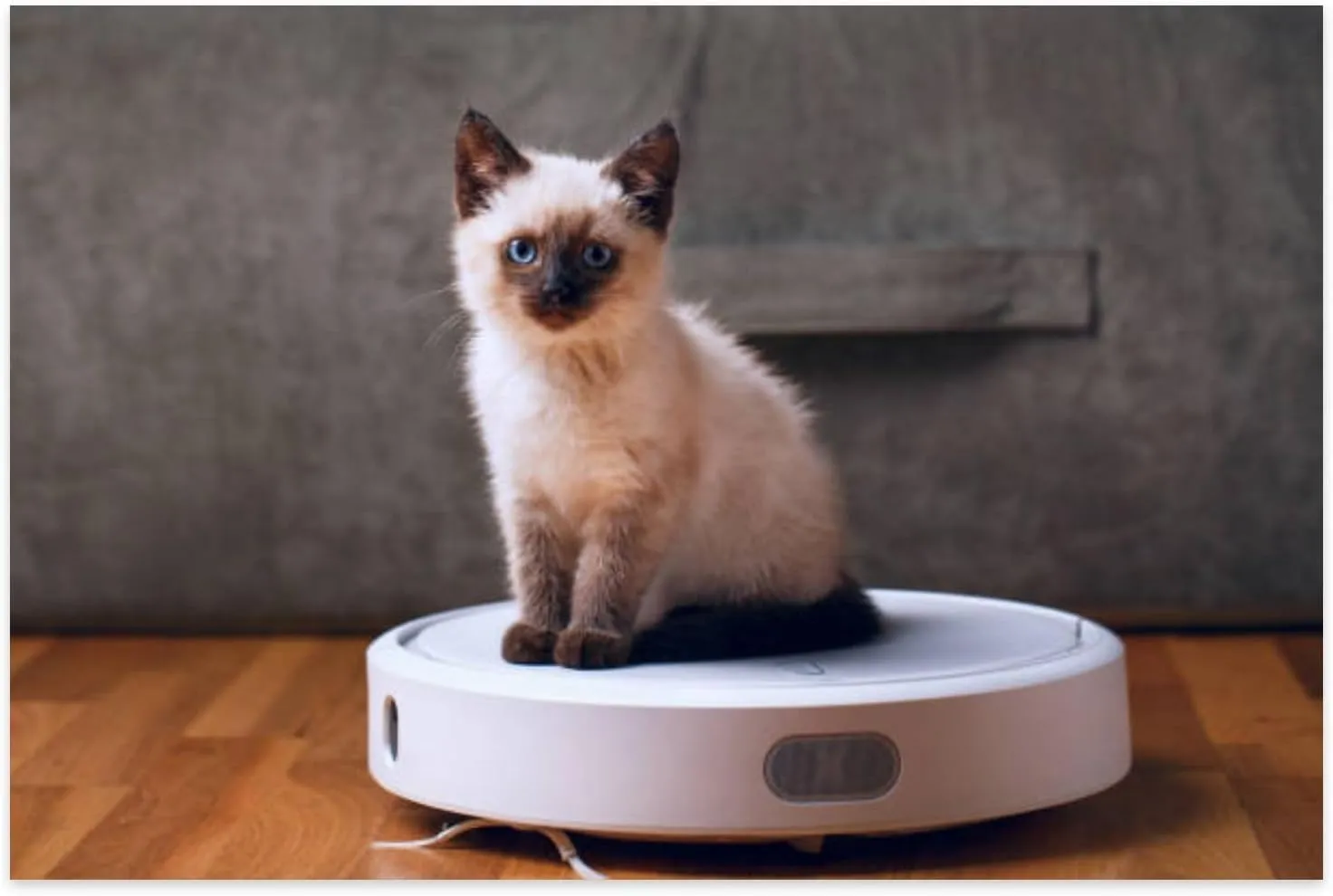 Jigsaw Puzzles 500 Pieces for Adult Cat Robotic Vacuum Cleaner House Vacuum Cleaner Domestic Cat Robot Puzzle Game for Family Wooden Puzzle Toy Educational Games Puzzles for Home Decor 20.5x15 Inch