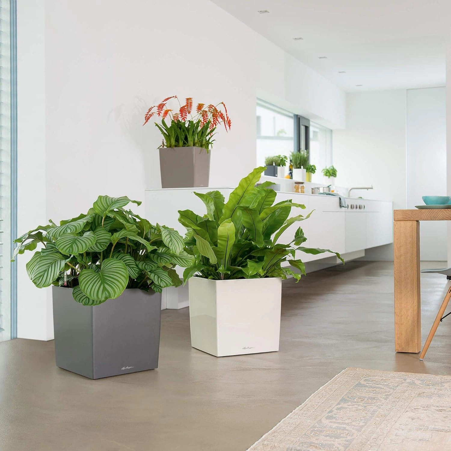Lechuza Cube 30 Medium Flower Indoor/Outdoor Garden Floor Self-Watering Planter with Drainage Hole with Plant Substrate Contemporary Poly-Resin H30 L30 W30 cm Black 3.5 Kg