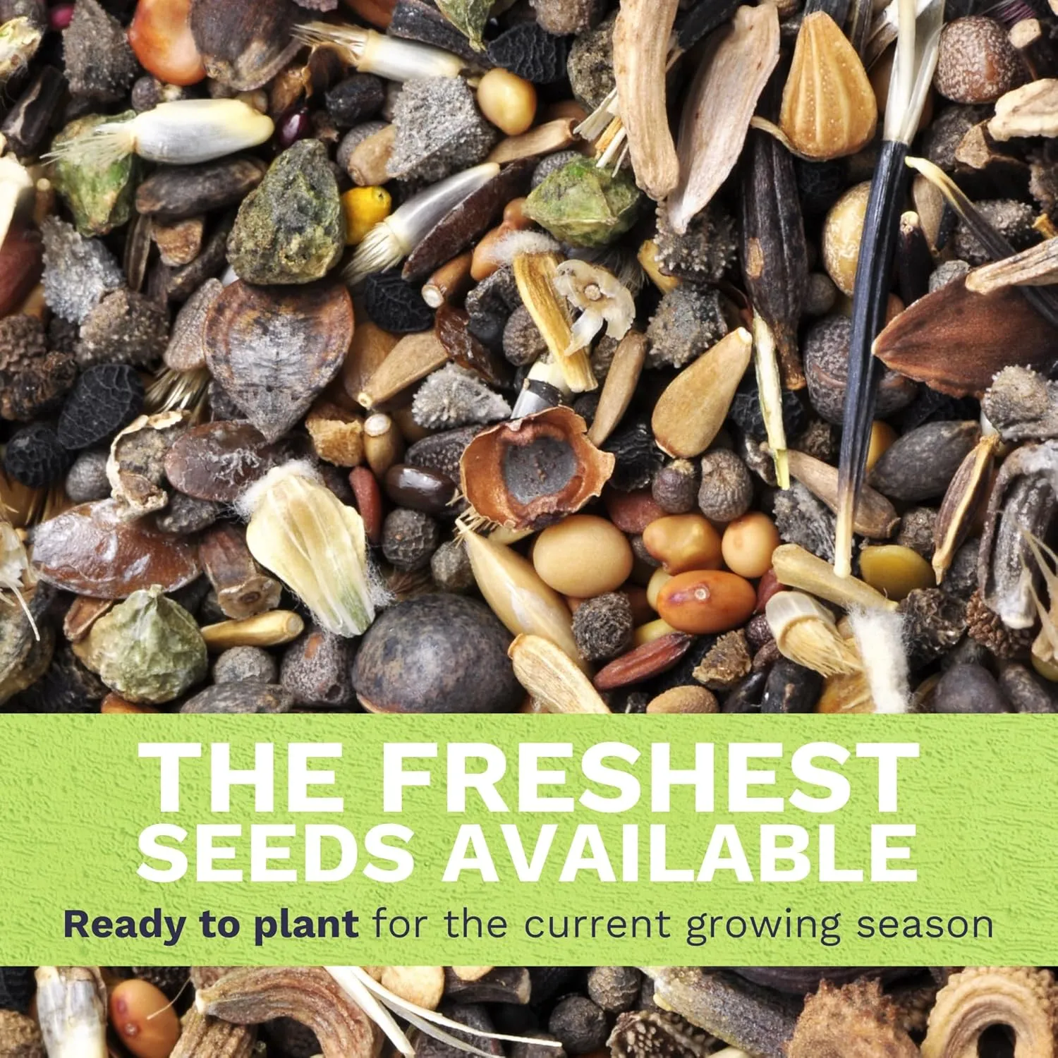 Midwest Regional Mix - Bulk 1/4 Pound Pouch - 60,000 Flower Seeds for Planting - Wildflower Mix