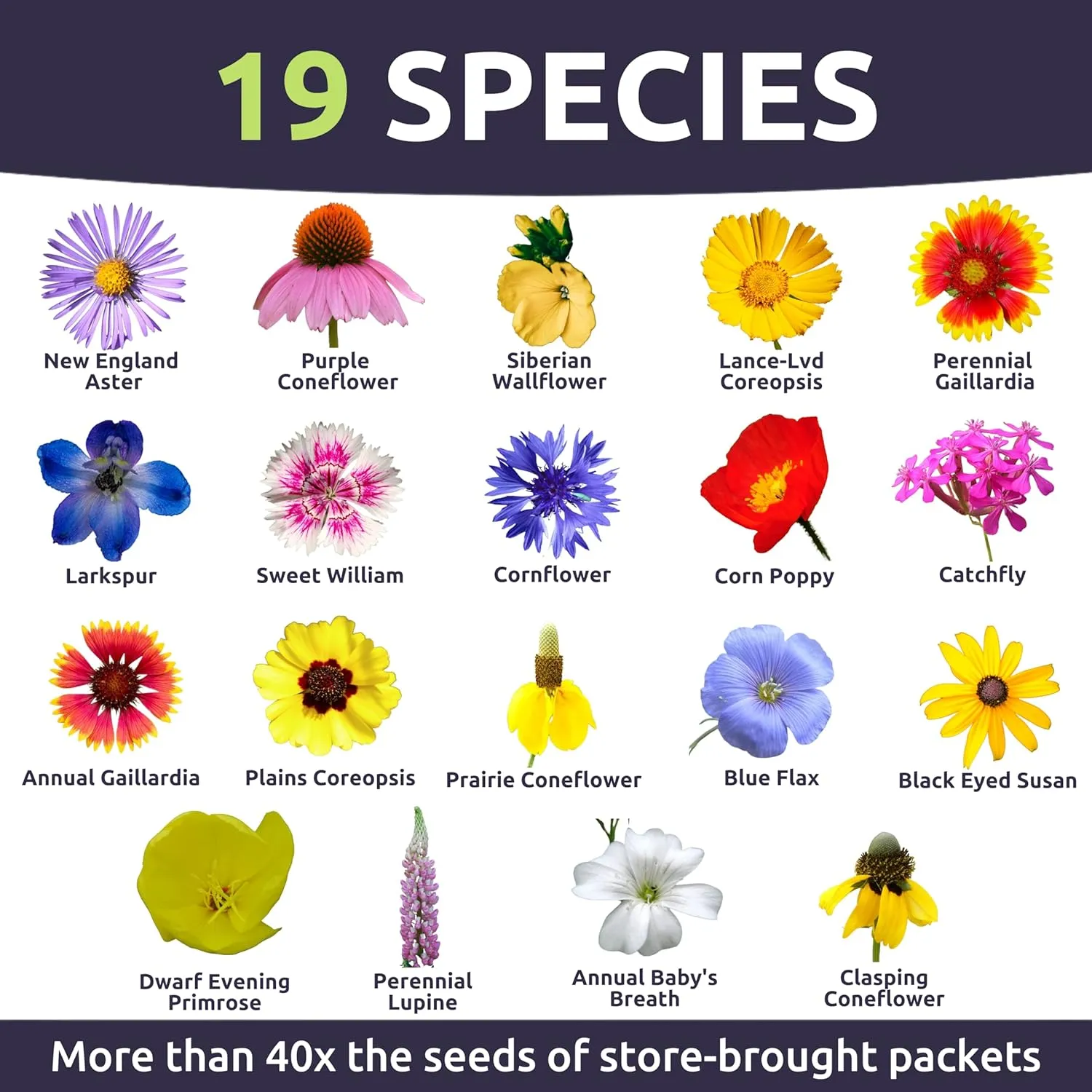 Midwest Regional Mix - Bulk 1/4 Pound Pouch - 60,000 Flower Seeds for Planting - Wildflower Mix