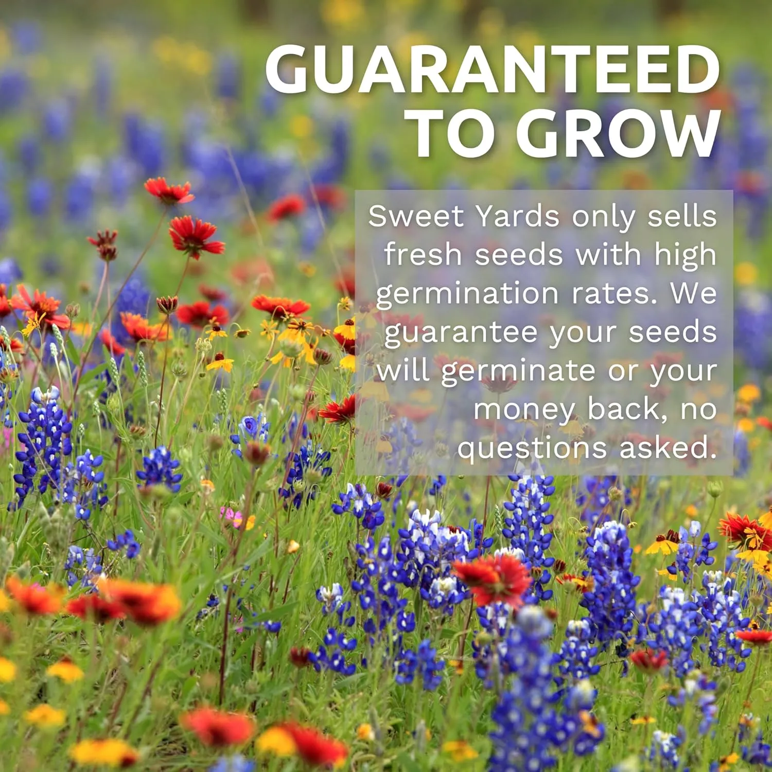 Midwest Regional Mix - Bulk 1/4 Pound Pouch - 60,000 Flower Seeds for Planting - Wildflower Mix