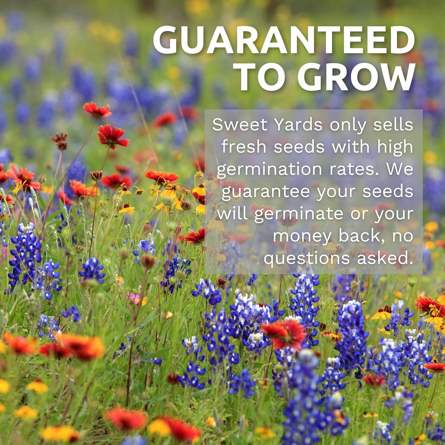 Pacific Northwest Regional Mix - Bulk 1/4 Pound Pouch - 96,000 Flower Seeds for Planting - Wildflower Mix