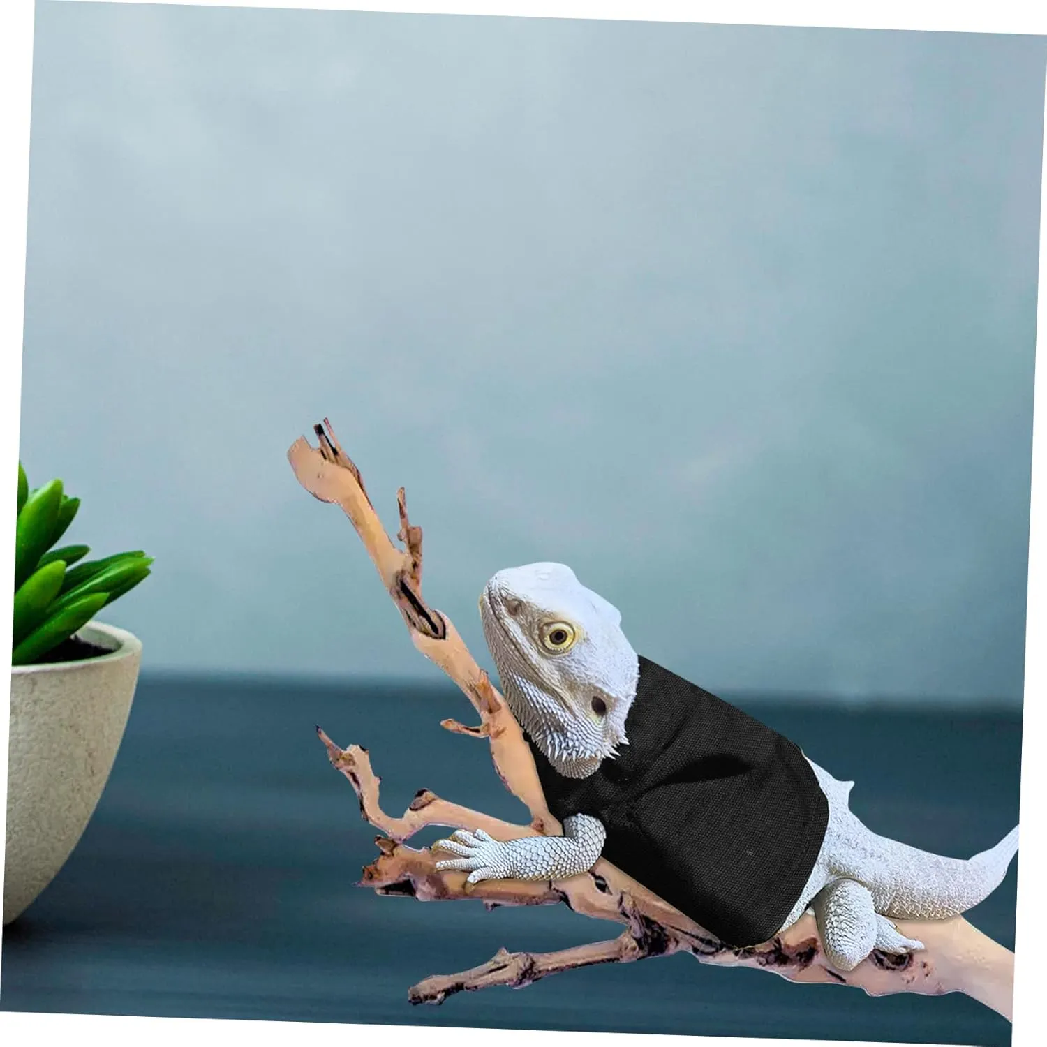 Warm Lizard Dress Festival Reptile Clothing for Bearded Dragon Accessories